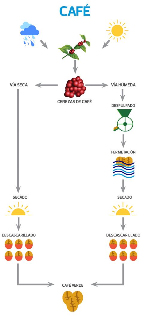 Cual es el proceso del café Mundo del Café