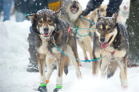 The Anchorage Fur Rendezvous Fur Rondy Truly Alaskan — Planet