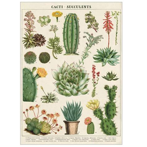 Cavallini Decorative Wrap Poster Cacti Succulents X Inch