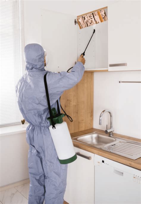 Termite Pest Control Services And Deemak Treatment In Panipat