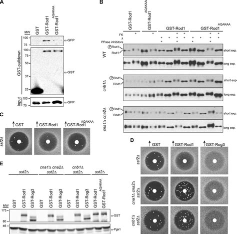 Rod Mediated Desensitization Requires Calcineurin Dependent