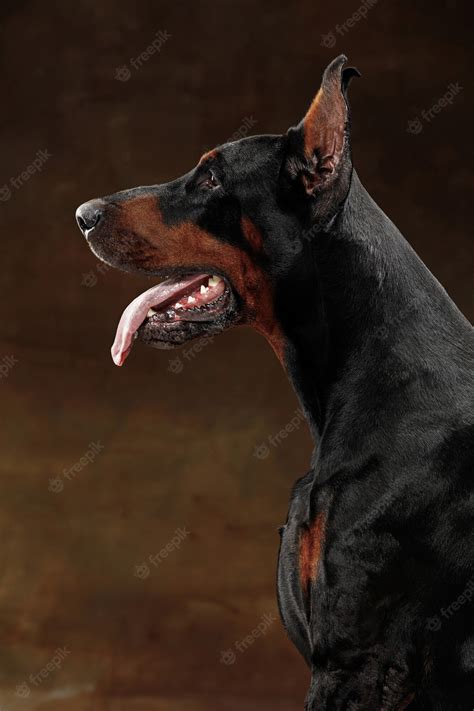 Free Photo | Doberman pinscher, funny emotional dog on studio