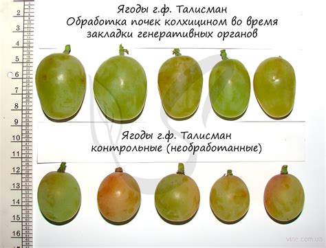 Изменчивость, подготовка к ЕГЭ по биологии