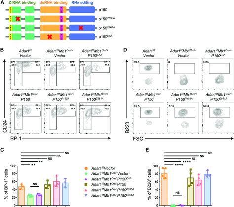 The Dsrna Binding But Not Rna Editing Activity Of Adar Is Critical