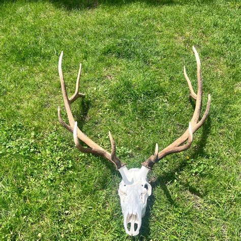 European Mount Etsy