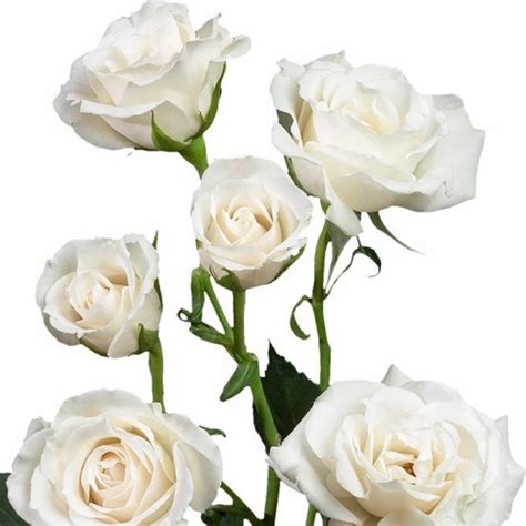 Spray Rose White Majolica 100 Stems