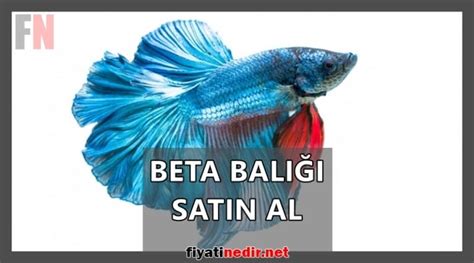 Beta Bal Fiyatlar Fiyat Nedir