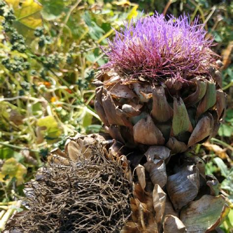 Cynara Scolymus Green Globe Globe Artichoke Green Globe Uploaded
