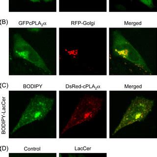 LacCer Induces CPLA 2 Translocation In Cells A CHO W11A Cells