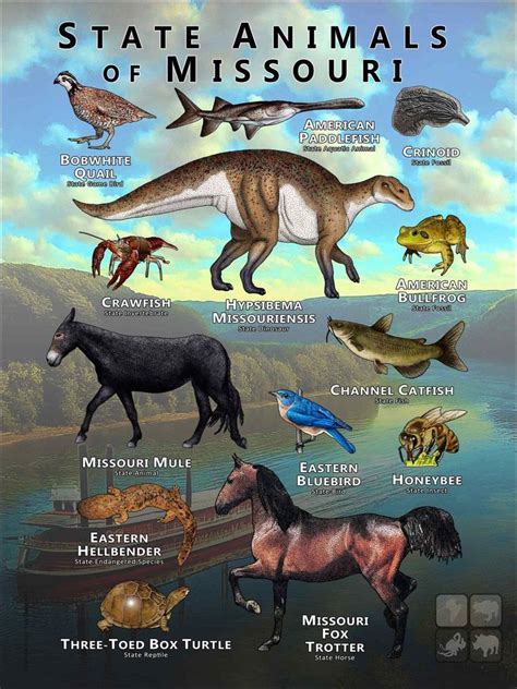 Missouri State Animals Poster Print Etsy Canada In 2024 Animal