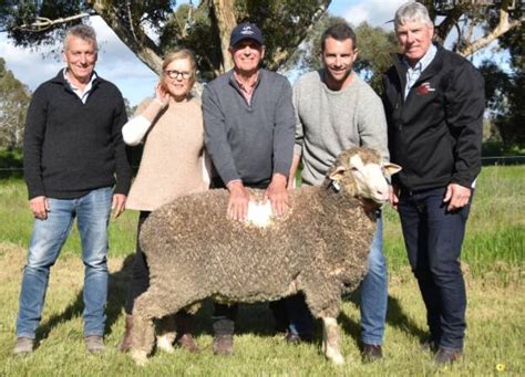 The Top Merino Ram Wool Studs In Australia In Farm Online Act