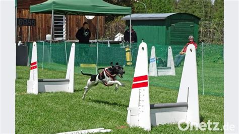 Berregionales Flyballturnier Flyball Der Ferrari Unter Den