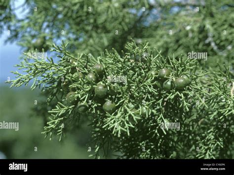 Common Juniper Juniperus Communis Cupressaceae Stock Photo Alamy