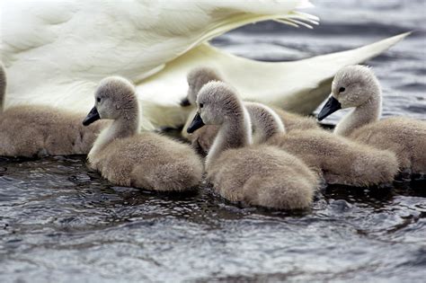 Mute Swan Cygnets Photograph by Simon Booth/science Photo Library - Fine Art America