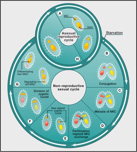 Simplified Ciliate Life Cycles A And H Reproductive Vegetative Download Scientific Diagram