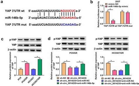 Full Article Circ Confers Gefitinib Resistance And Malignant