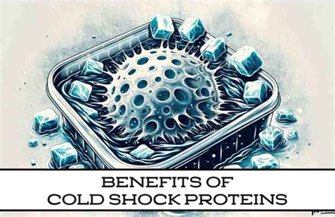 Harness The Power Of Cold Shock Proteins With Ice Baths