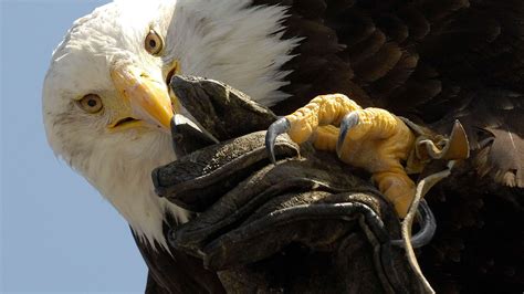 Le Pygargue T Te Blanche Le Rapace Des Tats Unis Photos Futura