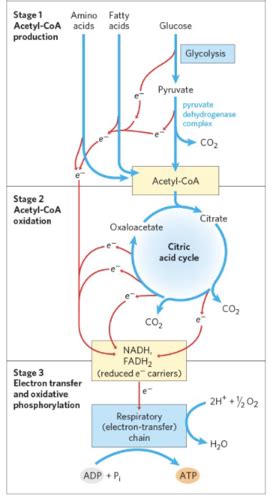 Biochem Ch 19 Carbohydrate Metabolism Flashcards Quizlet