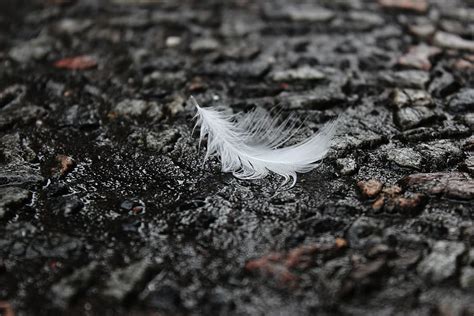 Hd Wallpaper Asphalt Wet Feather Street Fragile Texture