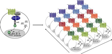 Targetprofiler Profiling Compound Selectivity Technology By