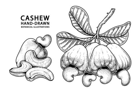 Set Of Cashew Fruit Hand Drawn Elements Botanical Illustration