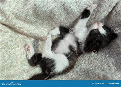 Cute Baby Kitten Lying On Cozy Blanket Top View Stock Photo Image Of