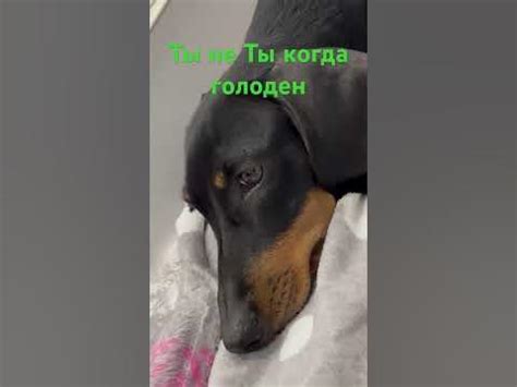 Смешная Такса - Ева👍🤭 - YouTube