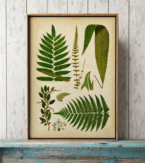 Fern Poster Fern Print Fern Chart Poster Fern Art Etsy UK Botanical