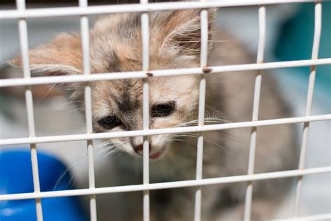 Sad Cat in the Cage of the Shelter Stock Photo - Image of adoption ...