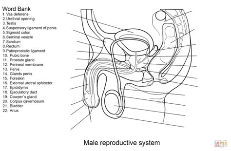 Unlabeled Diagram Of Male Reproductive System