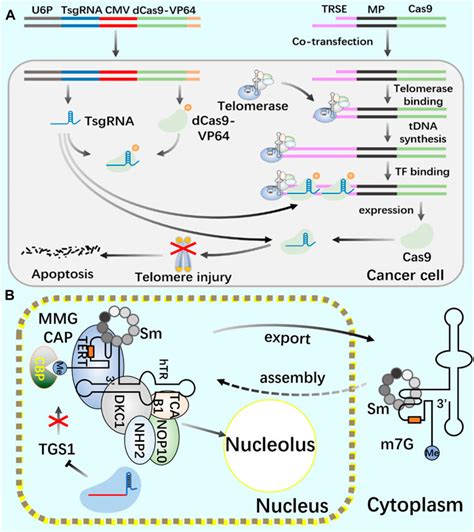 Frontiers Crispr Based M A Modification And Its Potential