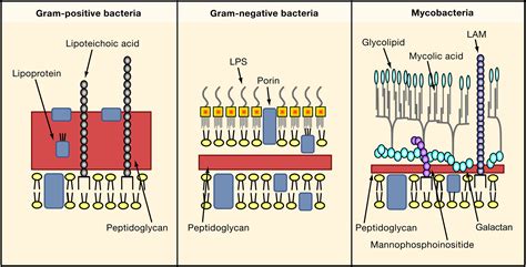 Pathogen Recognition And Innate Immunity Cell