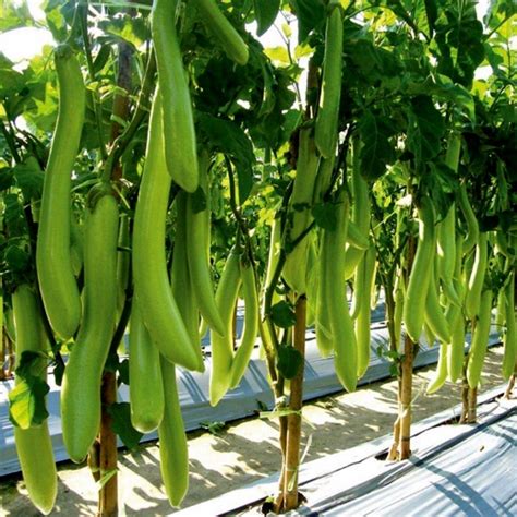 Thai Long Green Eggplant Seeds - Price €2.25