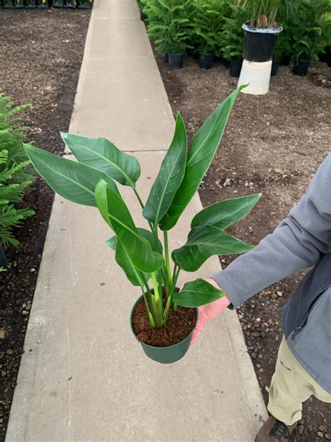 Strelitzia White Bird Ppp Tri State Foliage In House Availability