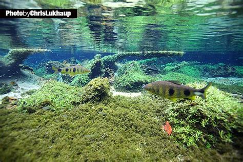 Pin auf Südamerika Biotop Aquarium in 2024 Südamerika Aquarium Fische