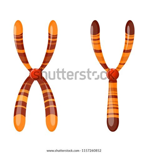 Sex Chromosome X Y Vector Diagram Stock Vector Royalty Free 1157260852