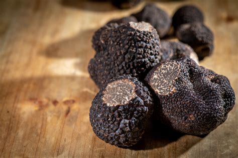 Truffes noires fraîches du Périgord truffes du périgord okgo net