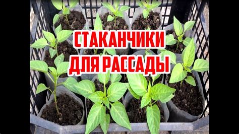 Как сделать стаканчик для рассады - YouTube