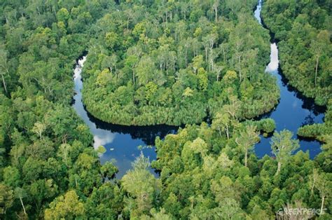 Pengertian Ekosistem Hutan Gambut | Pengertian ILMU