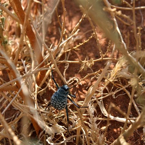 Desert Beetle A Desert Beetle Hiding In A Bush It Was Rea Flickr