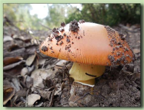 Amanita Caesarea Photo Selection N1 • Images Of Mushrooms