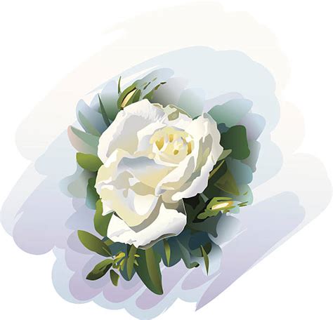 Royalty Free White Rose Clip Art Vector Images And Illustrations Istock