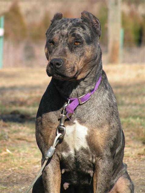 Catahoula Pitbull Mix | Dog Breeds Picture