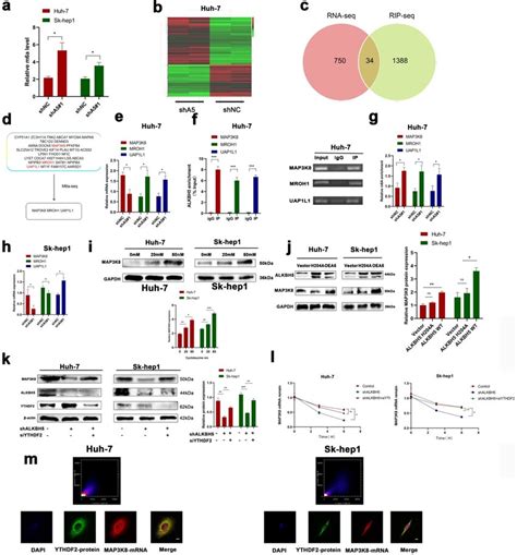 ALKBH5 Regulates MAP3K8 In An M6A Dependent Manner A The Overall