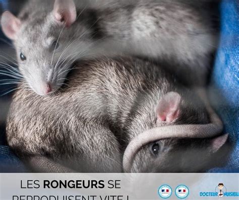 Lutte Antiparasitaire Comment G Rer Une Infestation De B B S Rats