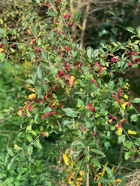 Bijenoase 't Sluisje | Bee Foundation