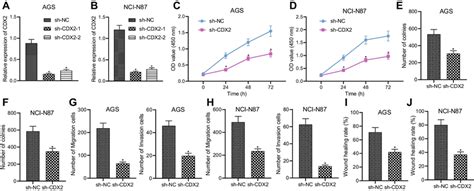 Silencing Cdx Represses The Proliferation Invasion And Migration