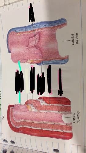 Artery And Vein Flashcards Quizlet