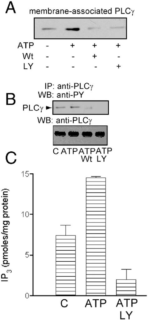 Figure From A Specific Role Of Phosphatidylinositol Kinase